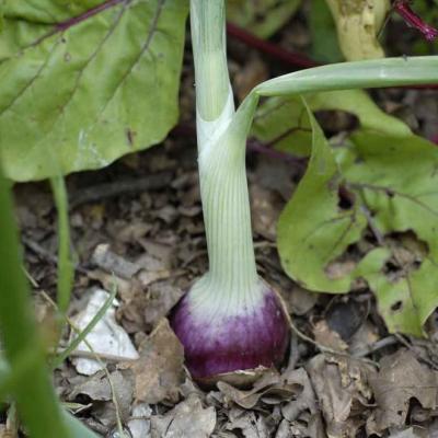 Onion