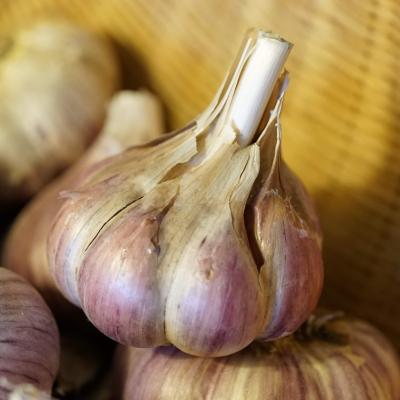 Garlic