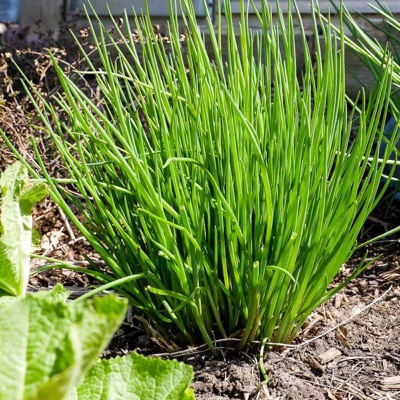 Chives