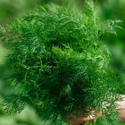 Dill