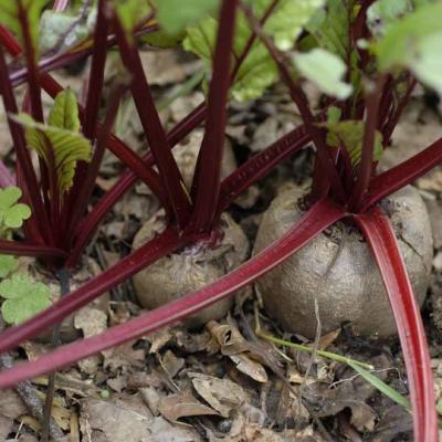 Beets