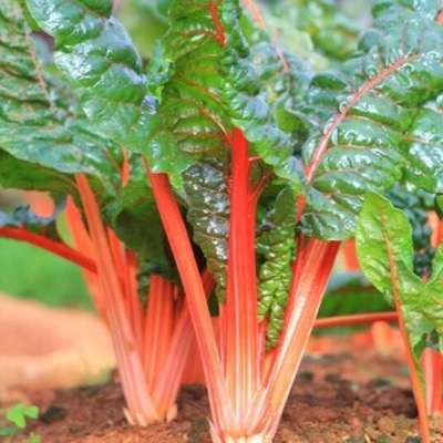 Swiss Chard