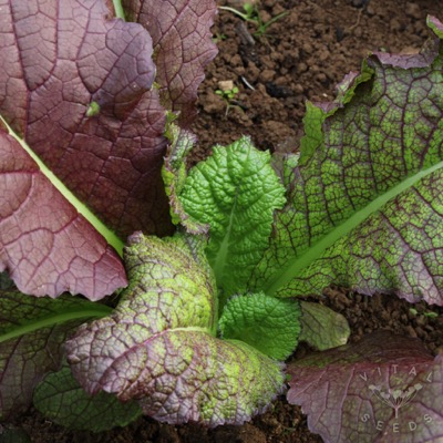 Red Mustard