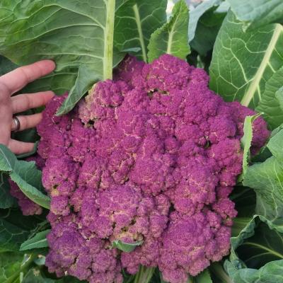 Cauliflower