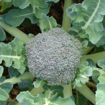 Broccoli