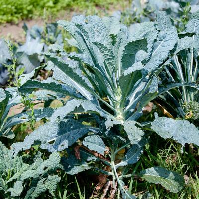 Kale