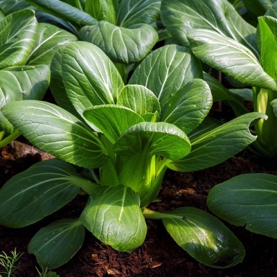 Pak Choi