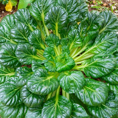 Tatsoi