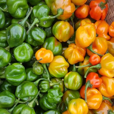 Chilli Pepper