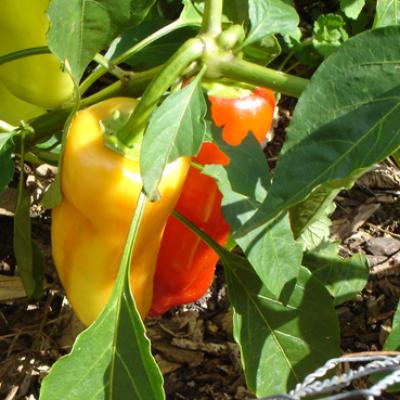 Bell Pepper