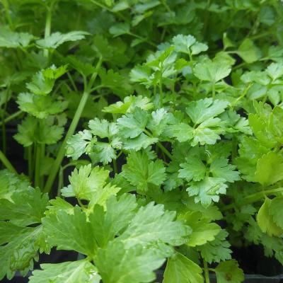 Coriander