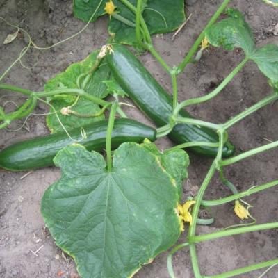Cucumber