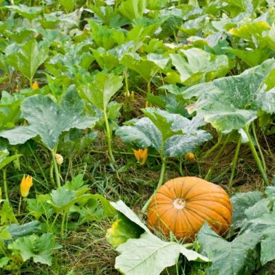 Pumpkin