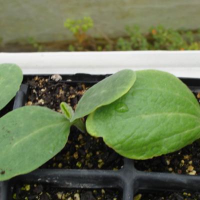 Zucchini