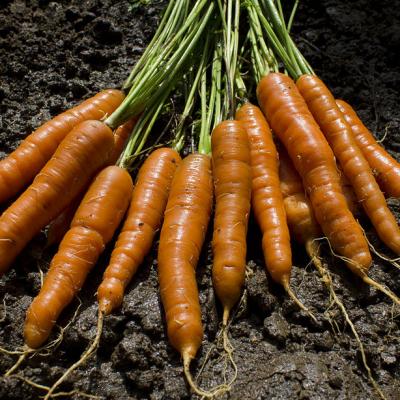 Carrot