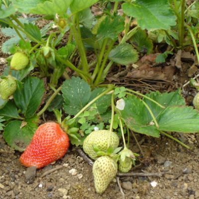 Strawberry