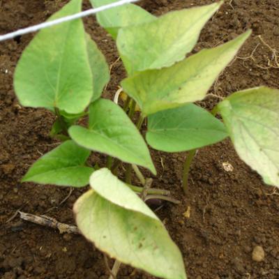 Sweet Potato