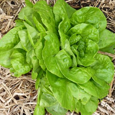 Garden Lettuce