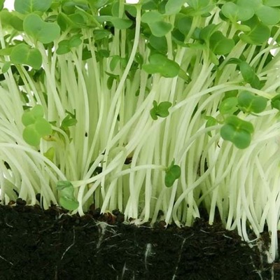 Garden Cress