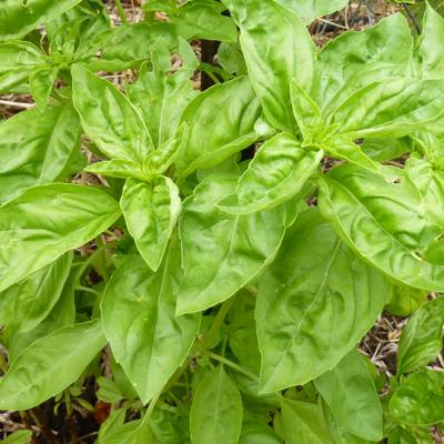 Basil