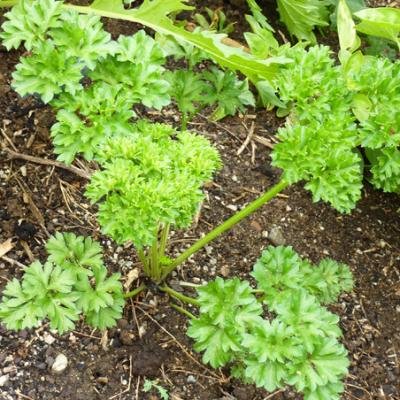 Parsley