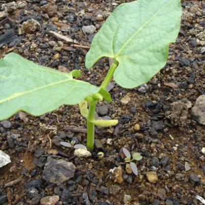 Green Bean