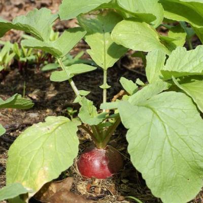 Radish