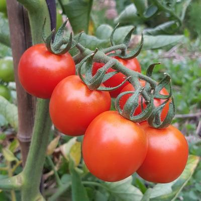 Tomato