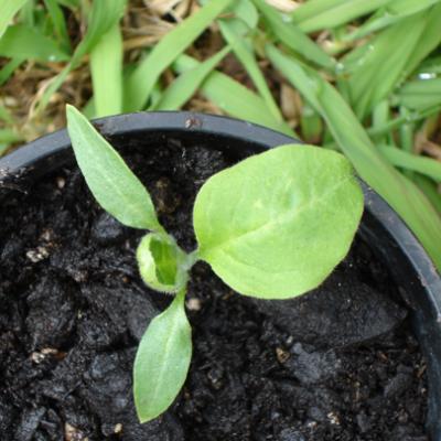 Eggplant