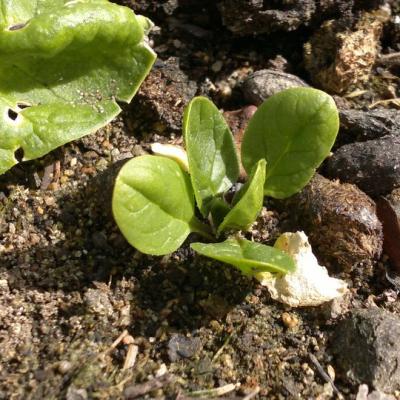 Spinach
