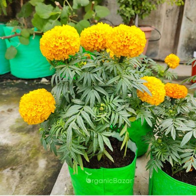 African Marigold